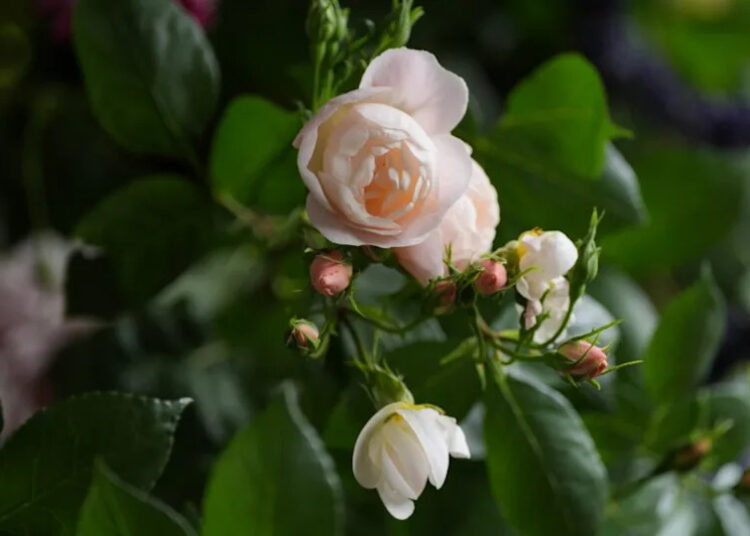 A white rose with a number of blooms against dark green bush