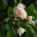 A white rose with a number of blooms against dark green bush
