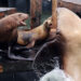Chonkers, a Stellar sea lion, launches onto a dock at...