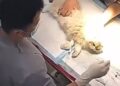 Kuankuan the kitten lies on the operating table of the pet hospital. Photo: Baidu