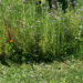 No mow May garden with an overgrown wild flower border
