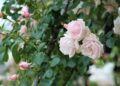Enjoy Sunday in the Rose Garden 