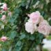 Enjoy Sunday in the Rose Garden 