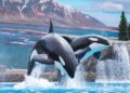 Killer whales during Orca Encounter at SeaWorld Orlando, near Universal.