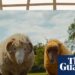 From The Sheep Detectives to Rivals: your complete entertainment guide to the week ahead | Culture