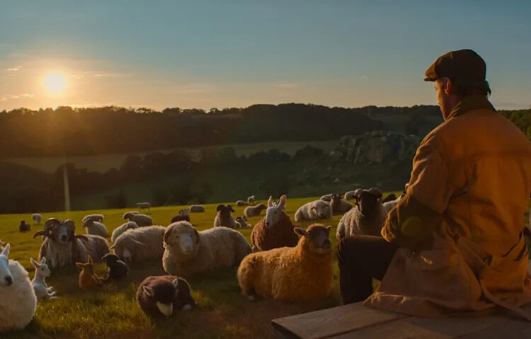 A photo still from 'The Sheep Detectives' / Courtesy of Amazon MGM Studios / Courtesy of Amazon MGM Studios