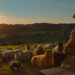A photo still from 'The Sheep Detectives' / Courtesy of Amazon MGM Studios / Courtesy of Amazon MGM Studios