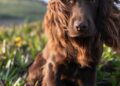 Kensington Royal shared a photo of Otto the dog on social media on Friday to mark his first birthday (Kensington Royal/X)