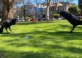 Large, Scary Crow Sculptures Installed on Panhandle as Part of 'Big Art Loop'