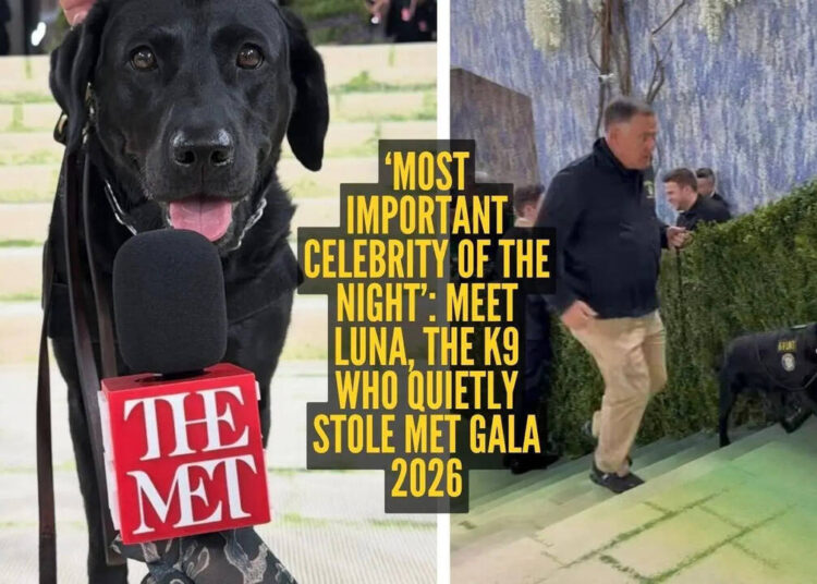 Luna K9: ‘Most important celebrity of the night’: Meet Luna, the K9 who quietly stole Met Gala 2026
