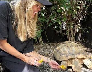 Miley Cyrus and her new rescue tortoise, TeruCredit: Wags & Walk