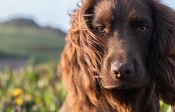 Meet Otto, the new member of British royal family who just turned 1