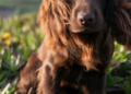 Prince William & Kate Middleton Introduce Otto