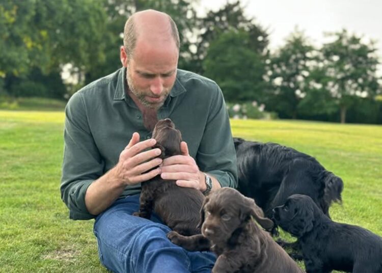 Prince William marked his 43rd birthday on Saturday with a picture of him with cocker spaniel Orla and three of the four puppies she gave birth to last month
