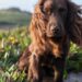 Kensington Royal shared a photo of Otto the dog on social media on Friday to mark his first birthday