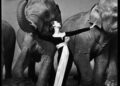 Model posing dramatically with elephants in a studio setting