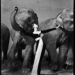 Model posing dramatically with elephants in a studio setting