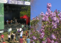 Rochester Lilac Festival guide