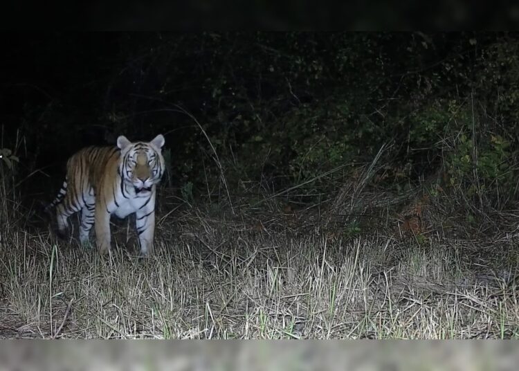 Royal Bengal Tiger Spotted In Arunachal Pradesh D Ering Memorial Wildlife Sanctuary After Nearly 20 Years