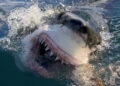 Great White Shark in Air Jaws: Final Frontier