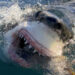 Great White Shark in Air Jaws: Final Frontier