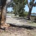 The natural environment, such as the Shelley foreshore, is seen as vital to the City of Canning’s liveability.