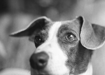 Image may contain Animal Canine Dog Mammal Pet Puppy Hound and Beagle