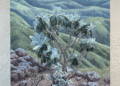 Kristen Walker's artwork 'Island Hazardia in Winter Light' depicts close-up of a plant with rolling green hills in the background. (Kristen Walker)