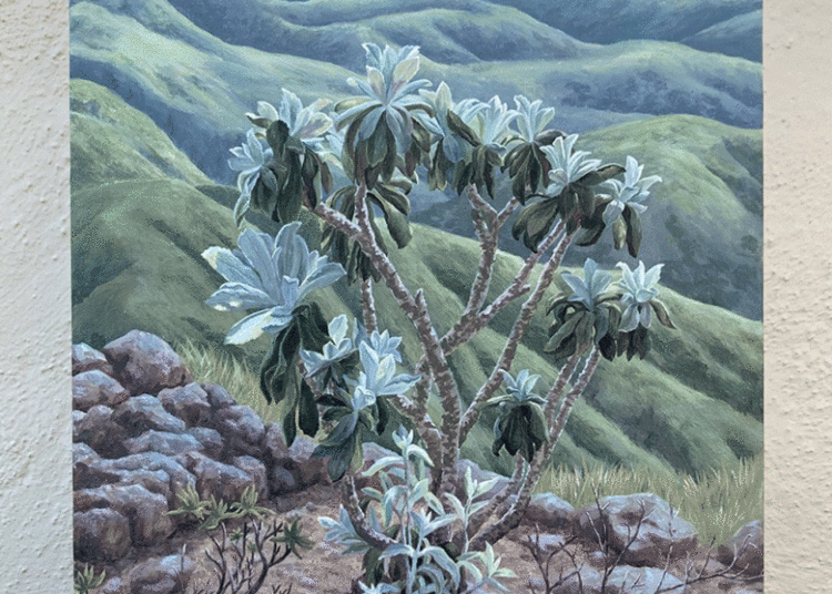 Kristen Walker's artwork 'Island Hazardia in Winter Light' depicts close-up of a plant with rolling green hills in the background. (Kristen Walker)