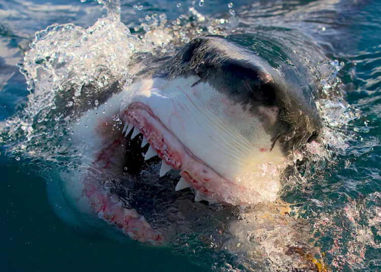 Wheelhouse Acquires Shark Week Staple Anomaly Entertainment