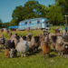 Why are humans flocking to “The Sheep Detectives”? Here's what critics are saying