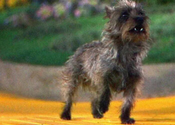 A small, scruffy gray dog stands alert on a yellow brick road with greenery and flowers blurred in the background.