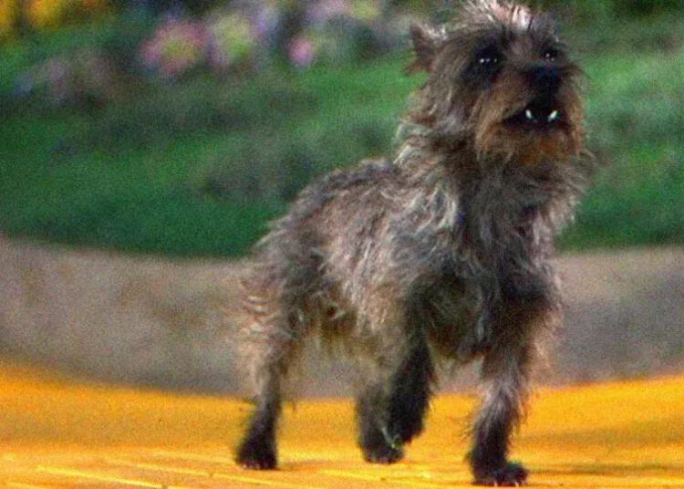 A small, scruffy gray dog stands alert on a yellow brick road with greenery and flowers blurred in the background.