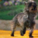 A small, scruffy gray dog stands alert on a yellow brick road with greenery and flowers blurred in the background.