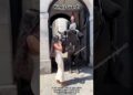 King’s Guard ❤️ Royal Horse 🐎 ❤️#kingsguard#horseguardsparade#peterellis#soldier#tourist