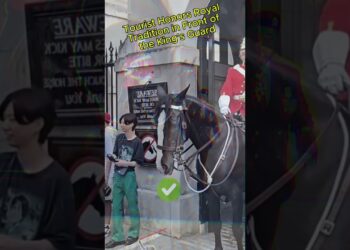 Tourist Honors Royal Tradition in Front of the King Guard  #kingsguard #horse #horseguardsparade