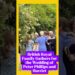 British Royal Familyings Gathersings for Wedding of Peter Phillips and Harriet Sperling in style