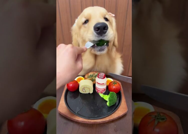 My Golden Retriever Eating Like Royalty! 👑🐶😱#shorts #viral #puppy #foryou