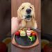 My Golden Retriever Eating Like Royalty! 👑🐶😱#shorts #viral #puppy #foryou