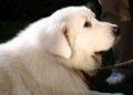 Beloved campus celebrity dog Trouper dies at 11 | Campus