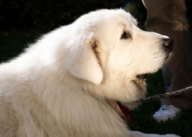 Beloved campus celebrity dog Trouper dies at 11 | Campus
