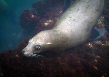 A playful sea lion in La Jolla's Cove on Friday, Aug. 22, 2025 in San Diego , CA. (Ana Ramirez / The San Diego Union-Tribune)