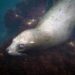 A playful sea lion in La Jolla's Cove on Friday, Aug. 22, 2025 in San Diego , CA. (Ana Ramirez / The San Diego Union-Tribune)