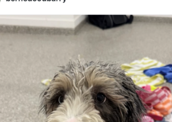 Barry
