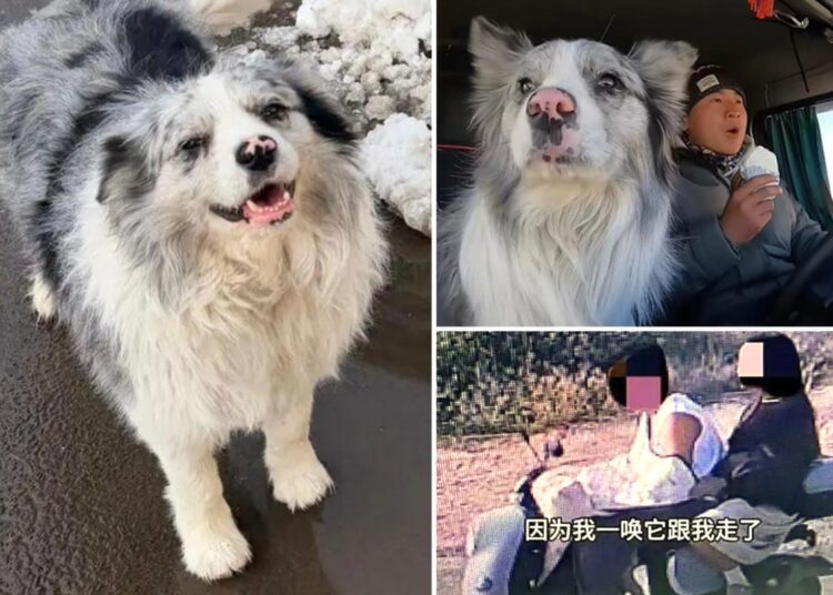 Celebrity dog with 1.5M followers is stolen, sold and eaten