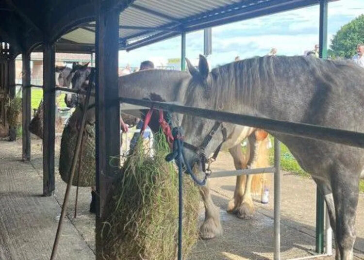 A white horse is eating out of a haystack with two other horses lined up next to it, next to a small barn.