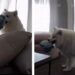 Dog’s Home-Alone Routine Looks More Like an Entertainment TV Show