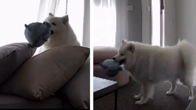 Dog’s Home-Alone Routine Looks More Like an Entertainment TV Show