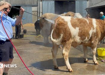 A line of cows being washed down by a man holding a water jet in front of cattle sheds. There is blue sky and white clouds above.