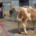 A line of cows being washed down by a man holding a water jet in front of cattle sheds. There is blue sky and white clouds above.